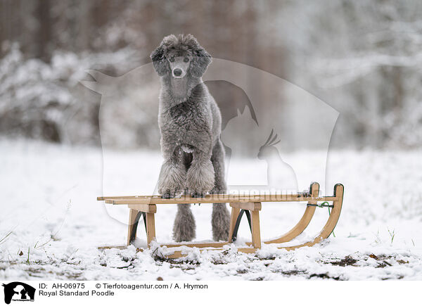 Kleinpudel / Royal Standard Poodle / AH-06975