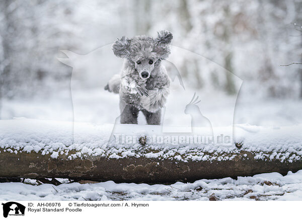 Kleinpudel / Royal Standard Poodle / AH-06976