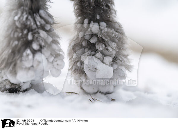 Kleinpudel / Royal Standard Poodle / AH-06981