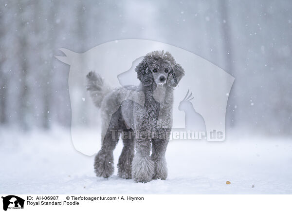 Kleinpudel / Royal Standard Poodle / AH-06987