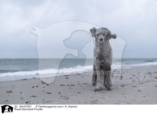 Royal Standard Poodle / AH-07007