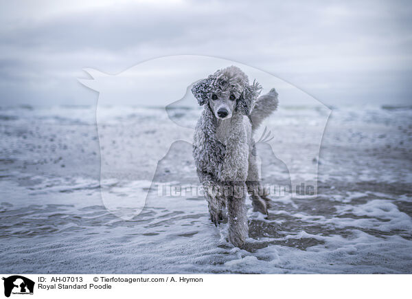 Kleinpudel / Royal Standard Poodle / AH-07013