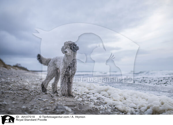 Kleinpudel / Royal Standard Poodle / AH-07018