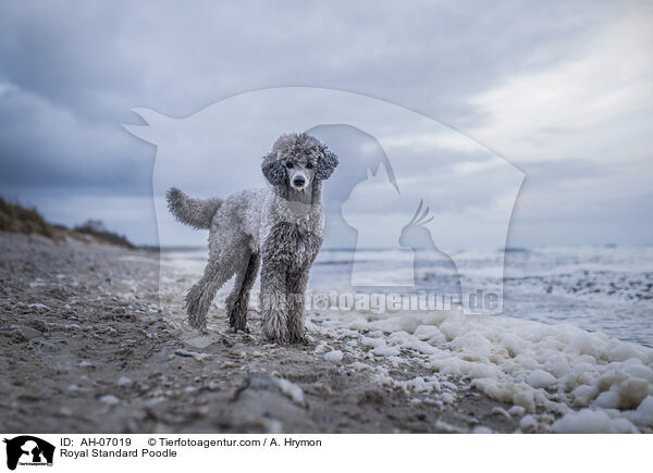 Kleinpudel / Royal Standard Poodle / AH-07019