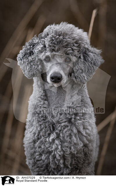 Kleinpudel / Royal Standard Poodle / AH-07029