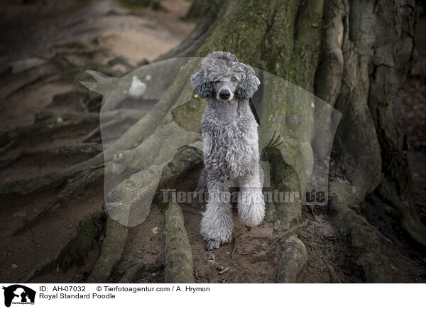 Kleinpudel / Royal Standard Poodle / AH-07032