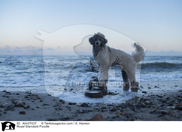 Kleinpudel / Royal Standard Poodle / AH-07037