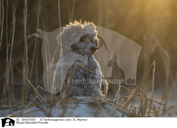 Kleinpudel / Royal Standard Poodle / AH-07053