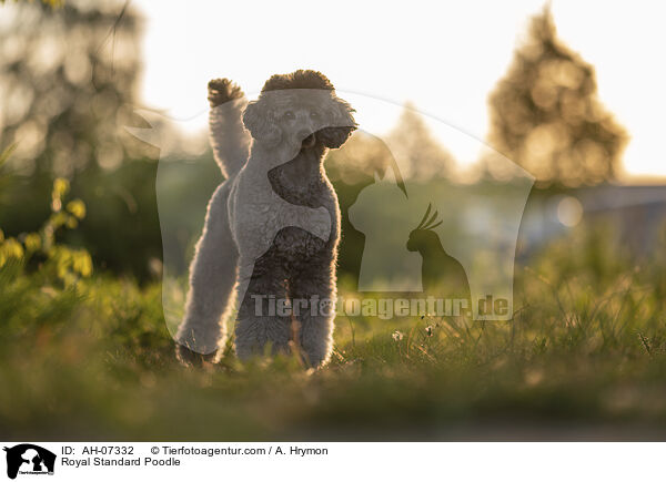 Kleinpudel / Royal Standard Poodle / AH-07332