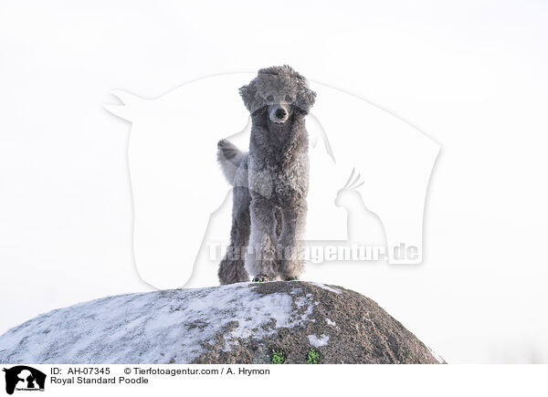 Royal Standard Poodle / AH-07345