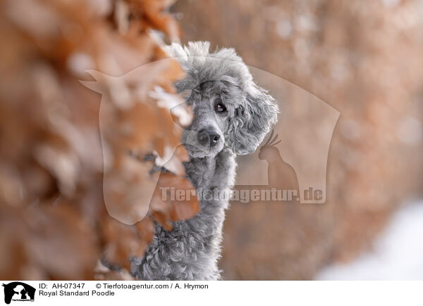 Kleinpudel / Royal Standard Poodle / AH-07347