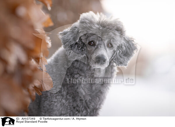 Kleinpudel / Royal Standard Poodle / AH-07349