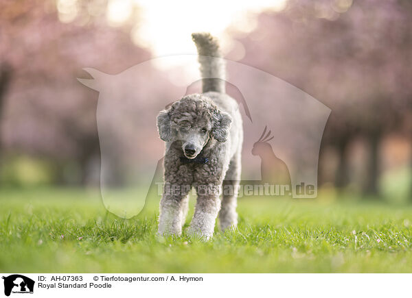 Kleinpudel / Royal Standard Poodle / AH-07363