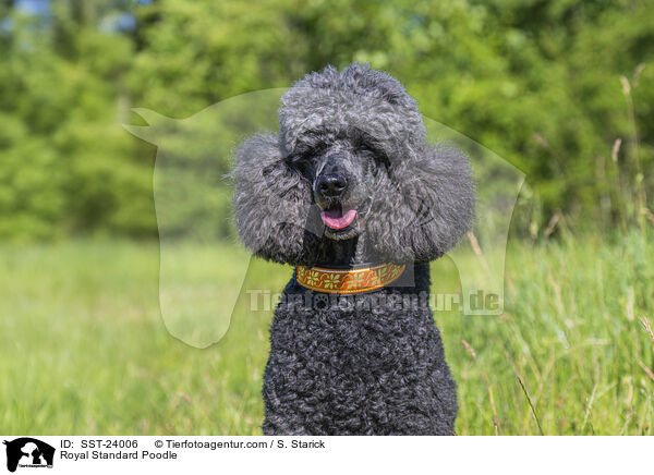Royal Standard Poodle / SST-24006