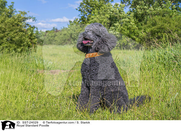 Kleinpudel / Royal Standard Poodle / SST-24029
