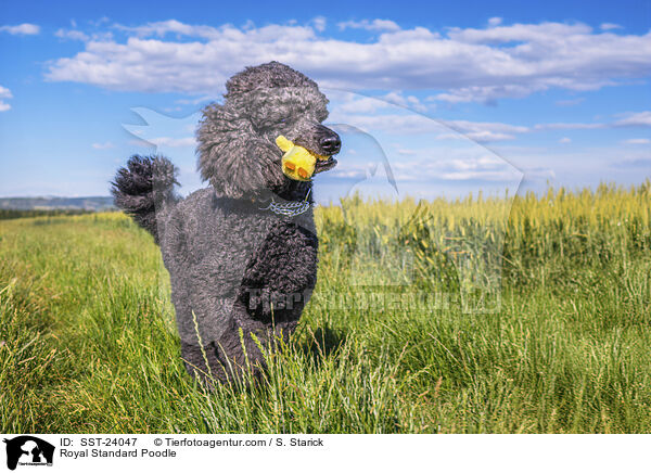 Kleinpudel / Royal Standard Poodle / SST-24047