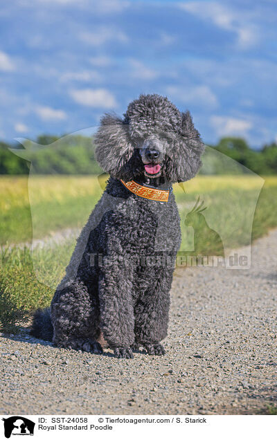 Royal Standard Poodle / SST-24058