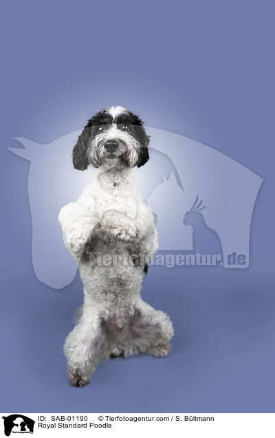 Royal Standard Poodle / SAB-01190