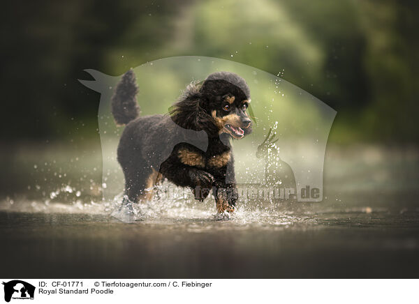 Kleinpudel / Royal Standard Poodle / CF-01771