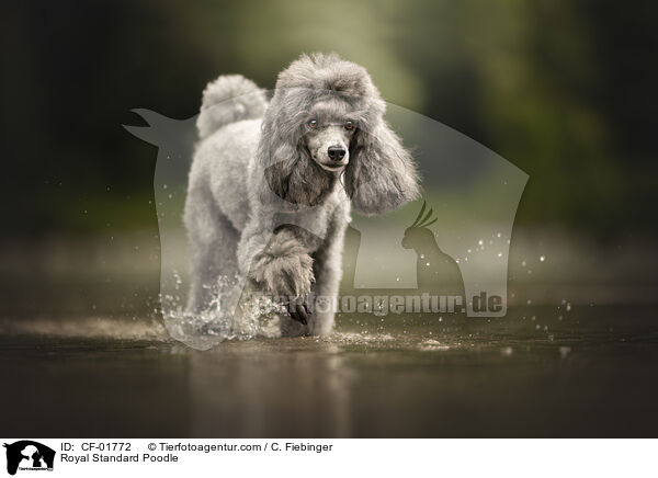 Royal Standard Poodle / CF-01772