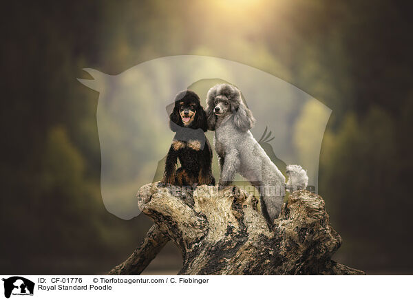 Kleinpudel / Royal Standard Poodle / CF-01776