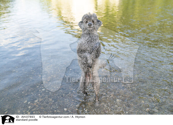 standard poodle / AH-07893