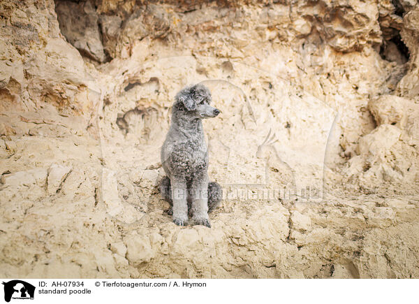 Kleinpudel / standard poodle / AH-07934
