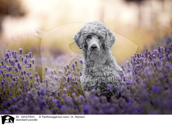 Kleinpudel / standard poodle / AH-07943