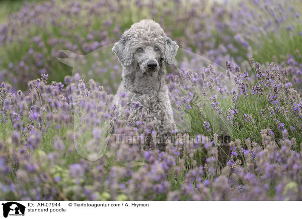 Kleinpudel / standard poodle / AH-07944