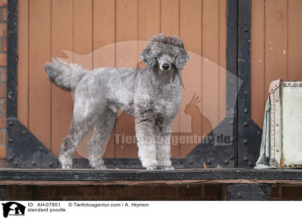 standard poodle / AH-07951