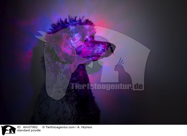 Kleinpudel / standard poodle / AH-07962