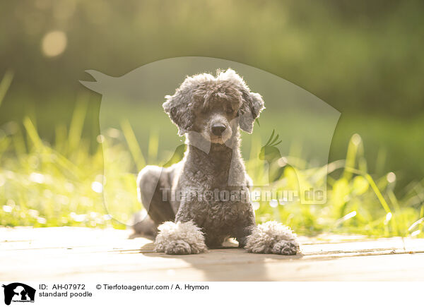 Kleinpudel / standard poodle / AH-07972