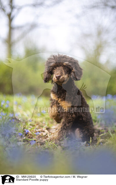 Kleinpudel Welpe / Standard Poodle puppy / MW-29920
