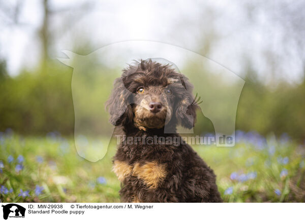 Kleinpudel Welpe / Standard Poodle puppy / MW-29938
