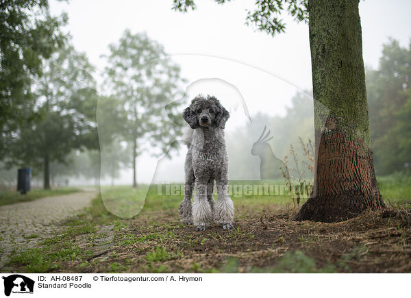 Kleinpudel / Standard Poodle / AH-08487