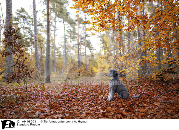 Kleinpudel / Standard Poodle / AH-08503