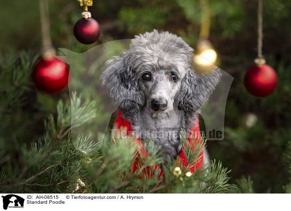 Standard Poodle / AH-08515