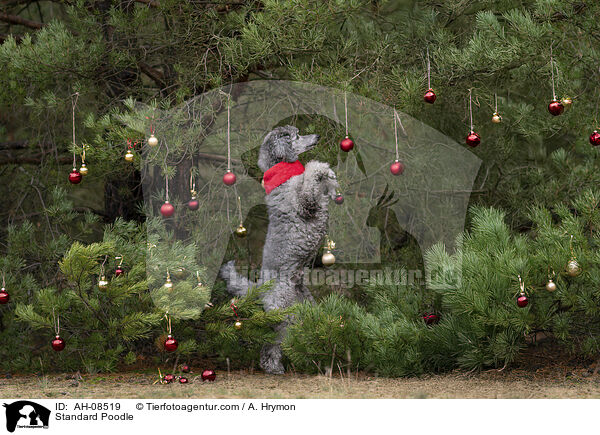 Standard Poodle / AH-08519