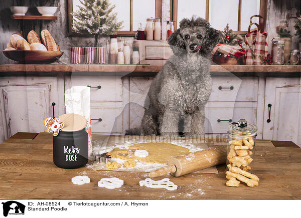 Kleinpudel / Standard Poodle / AH-08524