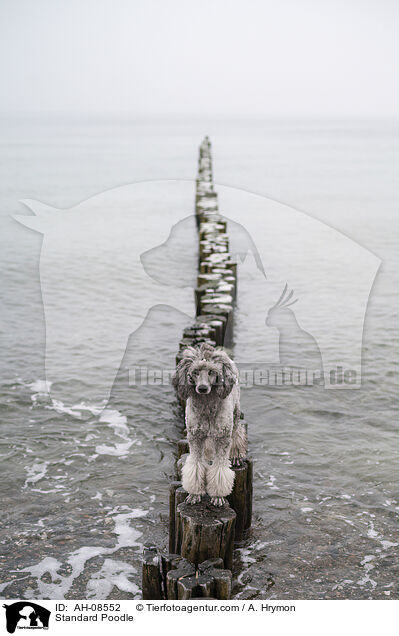 Standard Poodle / AH-08552