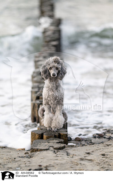 Kleinpudel / Standard Poodle / AH-08562
