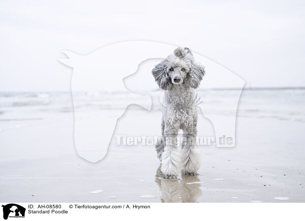 Kleinpudel / Standard Poodle / AH-08580