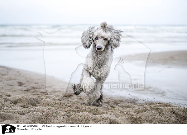 Kleinpudel / Standard Poodle / AH-08589