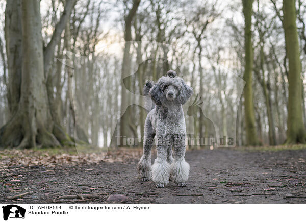 Kleinpudel / Standard Poodle / AH-08594