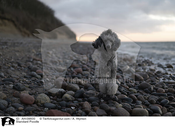 Kleinpudel / Standard Poodle / AH-08600