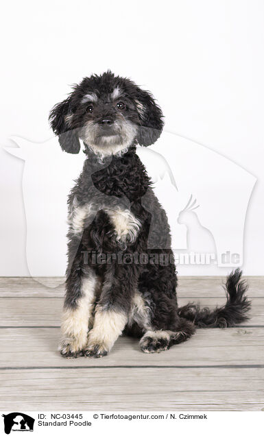 Kleinpudel / Standard Poodle / NC-03445