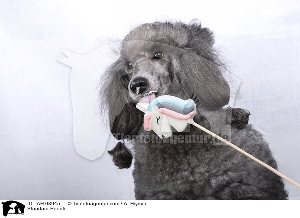 Kleinpudel / Standard Poodle / AH-08945