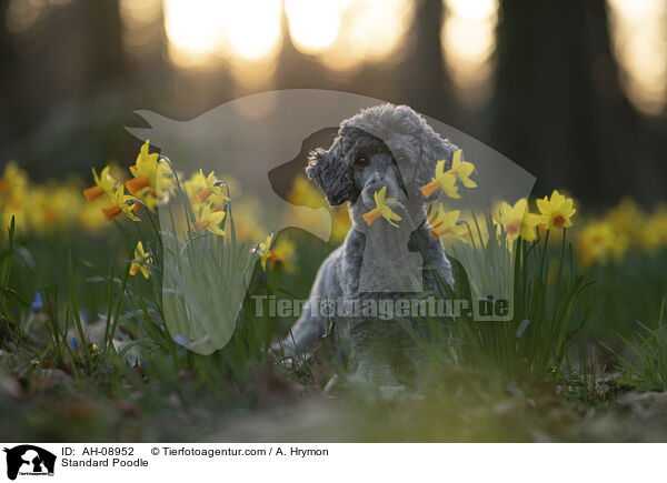 Kleinpudel / Standard Poodle / AH-08952