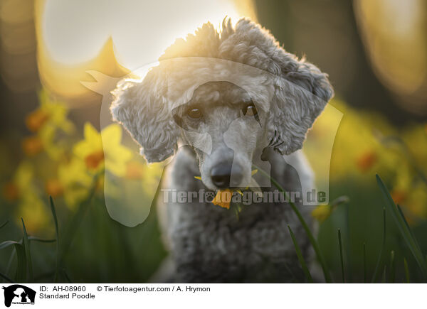 Kleinpudel / Standard Poodle / AH-08960