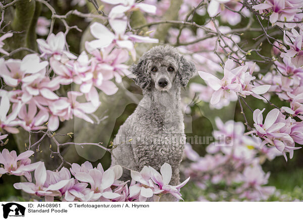 Kleinpudel / Standard Poodle / AH-08961
